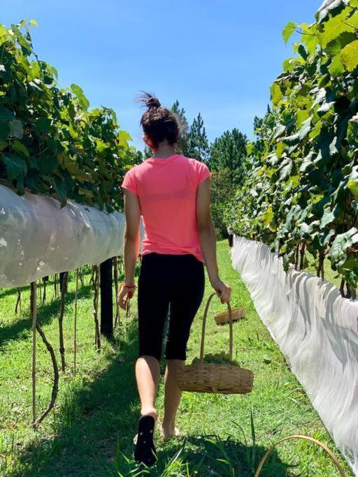 Quarto Dos Vinhos São Roque Eksteriør billede