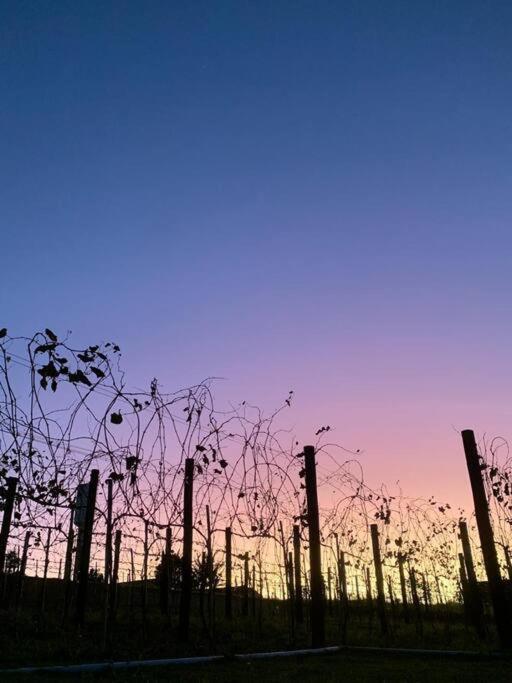 Quarto Dos Vinhos São Roque Eksteriør billede